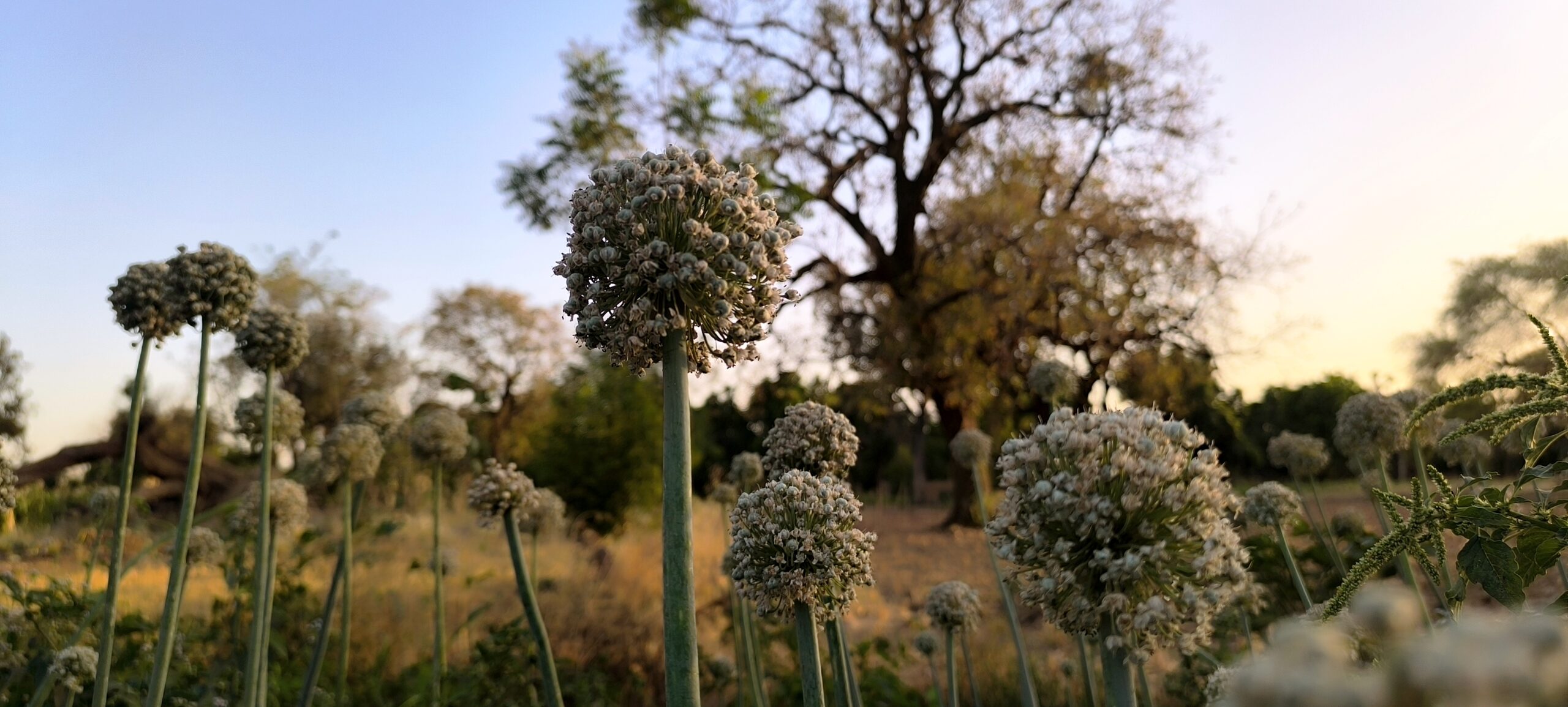 Jardin communautaire à Lengo